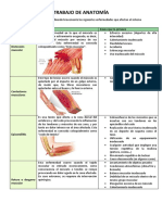 Trabajo de Anatomía