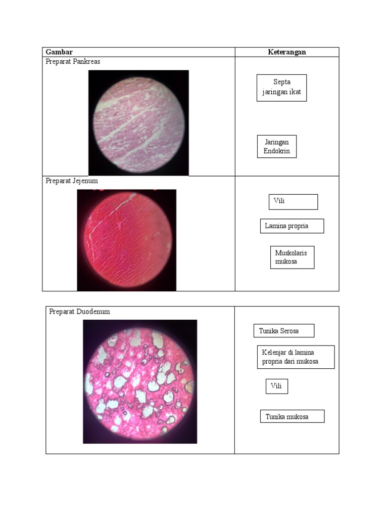 Preparat Histologi Usus dan Pankreas | PDF