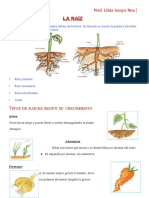 Raiz, Clasificación