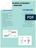 Diferencias Entre Catabolismo y Anabolismo