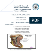 Sistema Venoso Del Cerebro. Trabajo Colaborativo