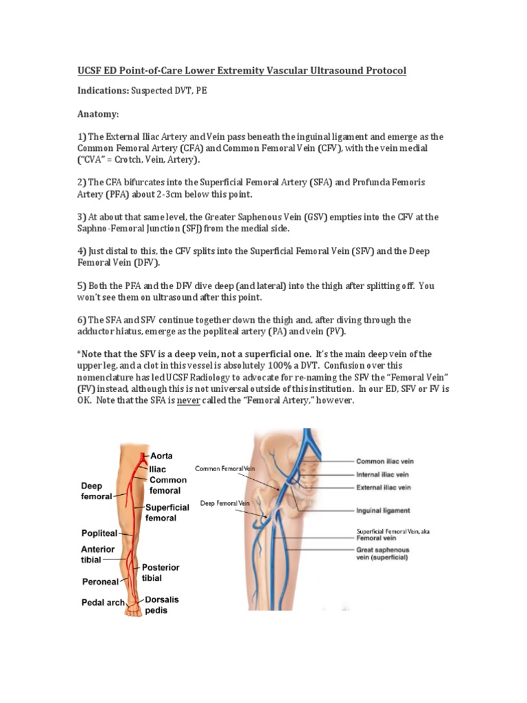 Lower Extremity Venous Ultrasound Guide | PDF | Vein | Lower Limb Anatomy