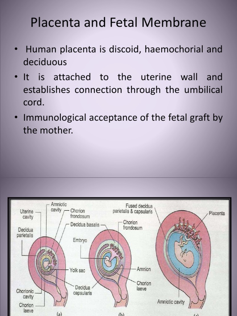 Chorion Frondosum and Placental Structure | PDF | Placenta ...