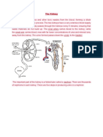 Lecture Vii - The Kidney and Osmoregulation