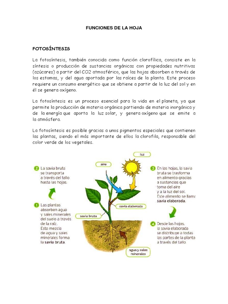Funciones de La Hoja | PDF | Fotosíntesis | Plantas