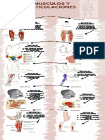 Músculos y Articulaciones