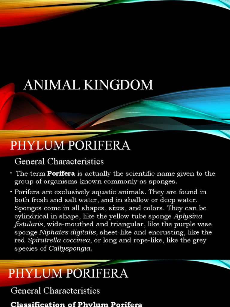 Animal Kingdom PDF Sponge Aquatic Animals