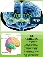 Lob Ulos Cerebral Es