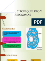 Citosol Citoesqueleto y Ribosomas