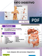 Aparato Digestivo