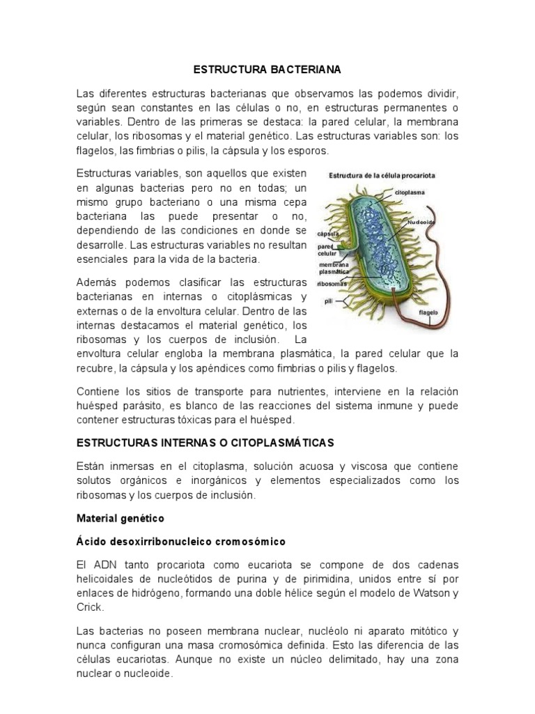 Estructura de las Bacterias y Componentes | PDF | Bacterias Gram ...