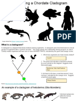 Cladogram Construction Chordates Biology Activity