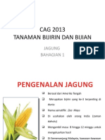 Jagung BHG 1