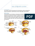 Digestive System: Anatomy of Small Intestine