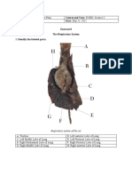 The Respiratory System: Anatomy and Functions