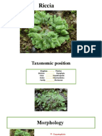 Riccia Liverwort Life Cycle and Morphology