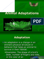 Animal Adapatations...(Dhurma)