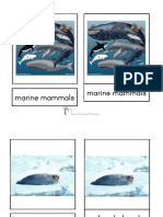 Marine Mammals Classified Cards