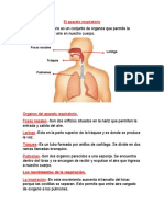 El Aparato Respiratorio