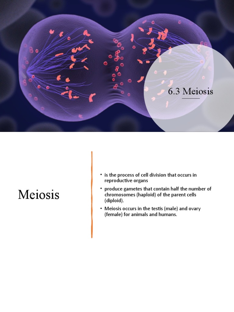Understanding Meiosis and Gamete Formation | PDF | Meiosis | Chromosome