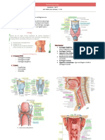 Anatomia Da Laringe