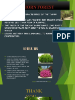 Presentation Thorn Forest and Shrubs