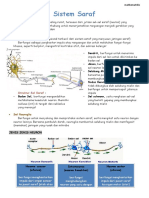 Sistem Saraf
