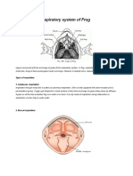 Respiratory System of Frog