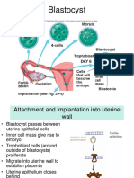 The Placenta