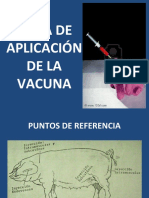 Zona de Aplicación de La Vacuna