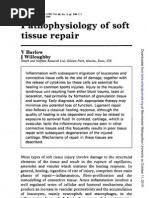 Download pathophysiology of soft tissue repair by Chris Barnes SN51647562 doc pdf