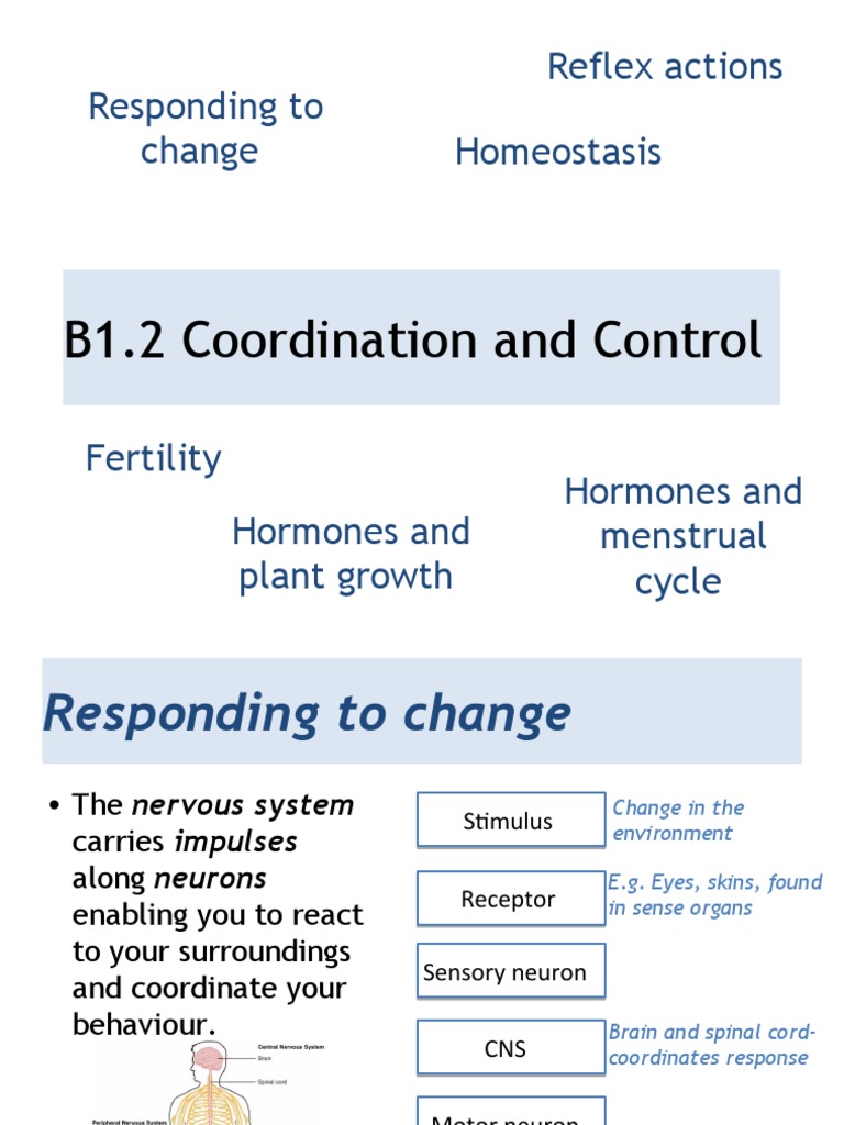 Coordination and Control in Biology | PDF | Neuron | Motor Neuron