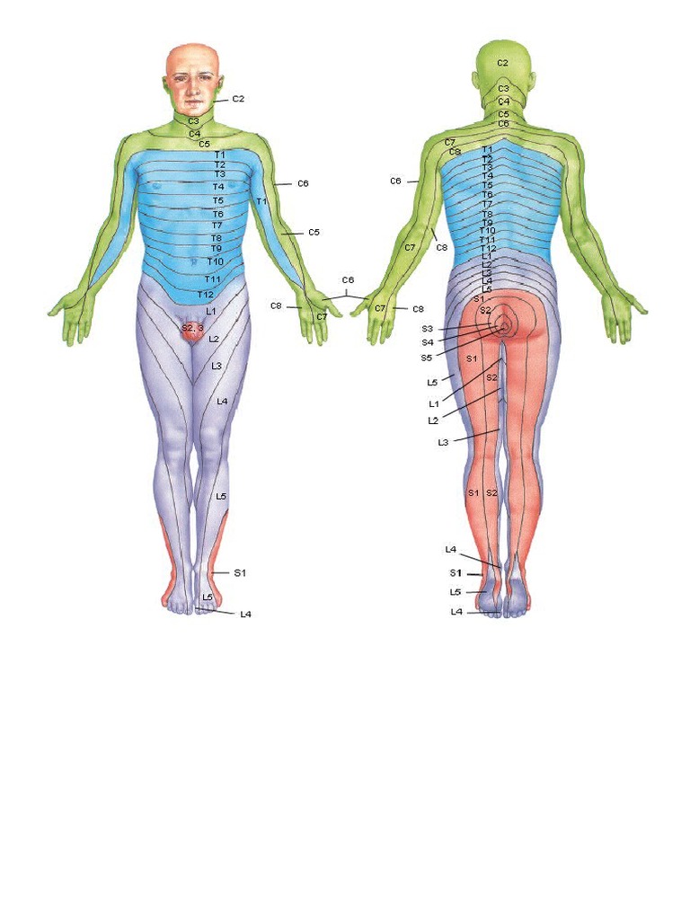 Dermatomes Netter