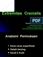 Extremitas Cranialis