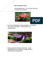 reino fungi  (1)