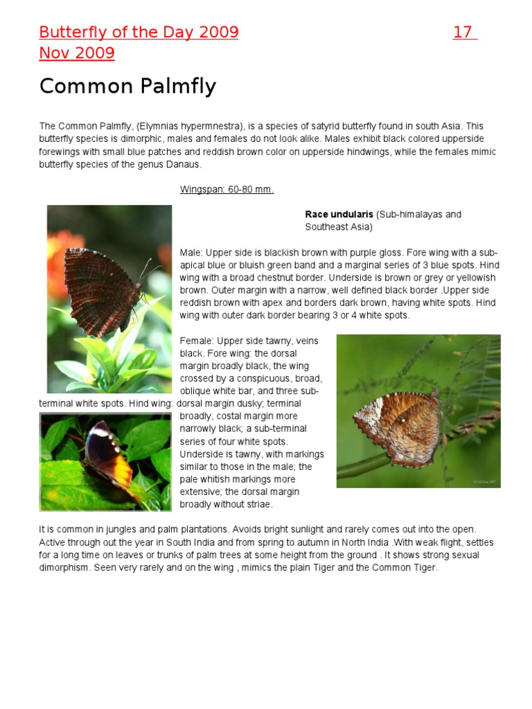 Butterfly Of The Day 9 Common Palmfly Butterfly Lepidoptera