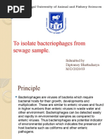 To Isolate Bacteriophages From Sewage Sample.: West Bengal University of Animal and Fishery Sciences