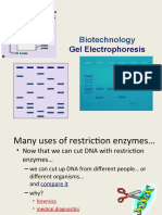 Electrophoresis Lab Notes