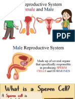 The Reproductive System-MALE