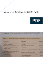 Table Review for Amelogenesis Life-Cycle