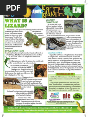 Lizards