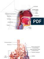 sistema respiratorio