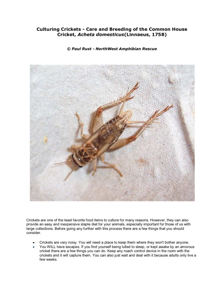 Culturing Crickets  Odor  Nature