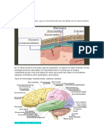 Anatomía Externa de Hemisferios Cerebrales - Notas de Clase