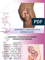 Anatomía y fisiología de la reproducción femenina durante el embarazo