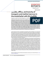 Uptake, Efflux, and Toxicity of Inorganic and Methyl Mercury in The Endothelial Cells (EA - Hy926)