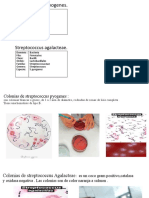 Streptococcus Pyogenes