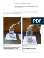 Experimento Metabolismo Celular