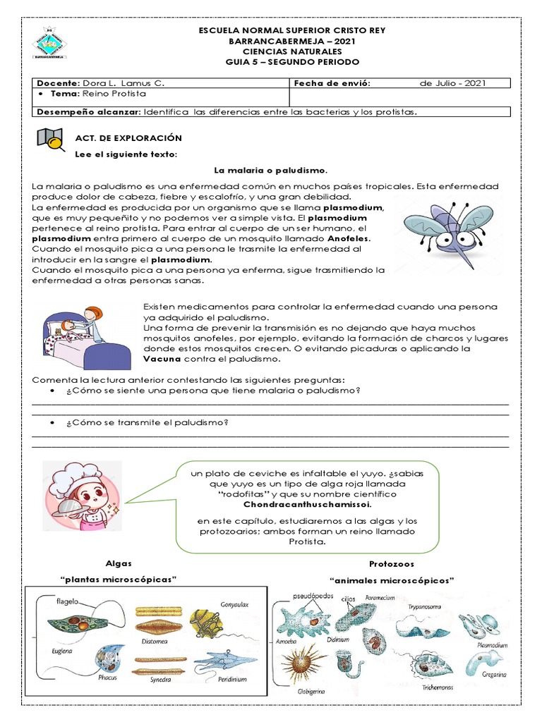 Guía de Ciencias: Reino Protista | PDF | Protozoos | Malaria