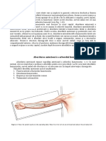 2 Humerus